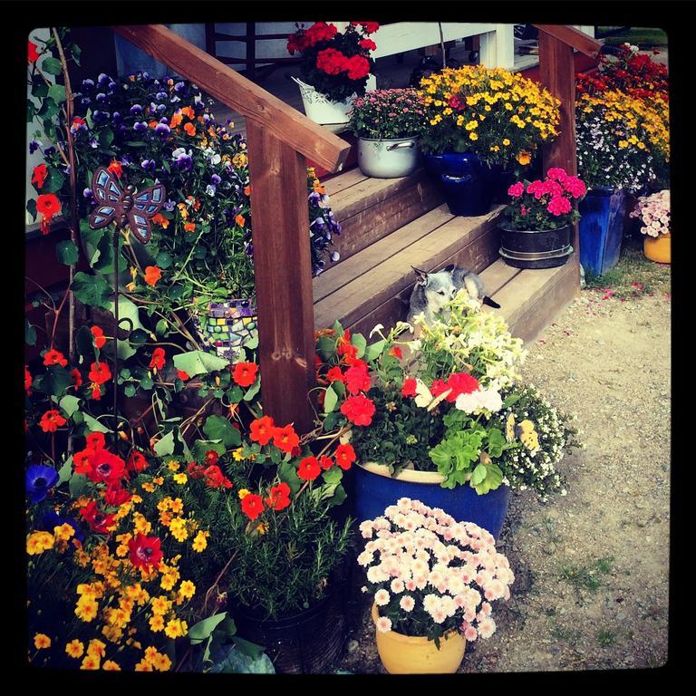 Ellis Garden Konuk evi Vemhån Dış mekan fotoğraf
